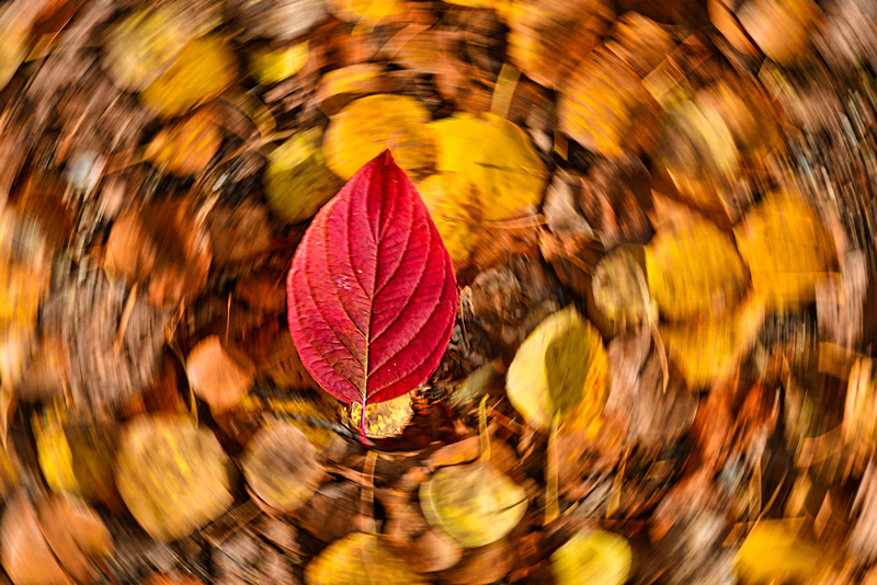 Red Leaf Twirl by Darlene Perkin